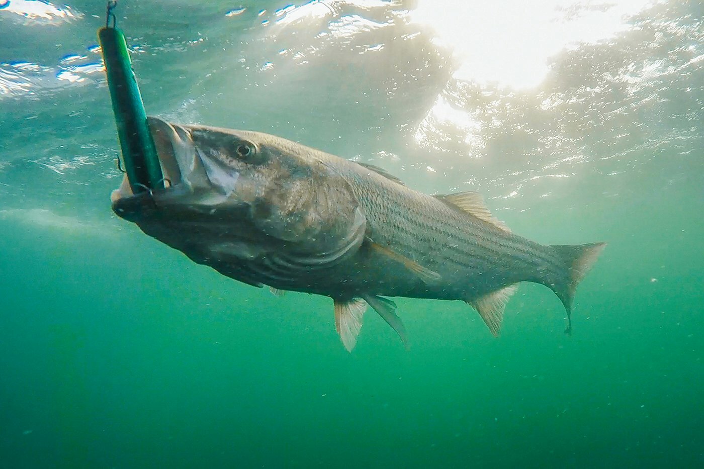 New striper regulations irking island anglers Inquirer and Mirror